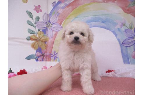 販売中の鳥取県のミックス犬-388169の3枚目